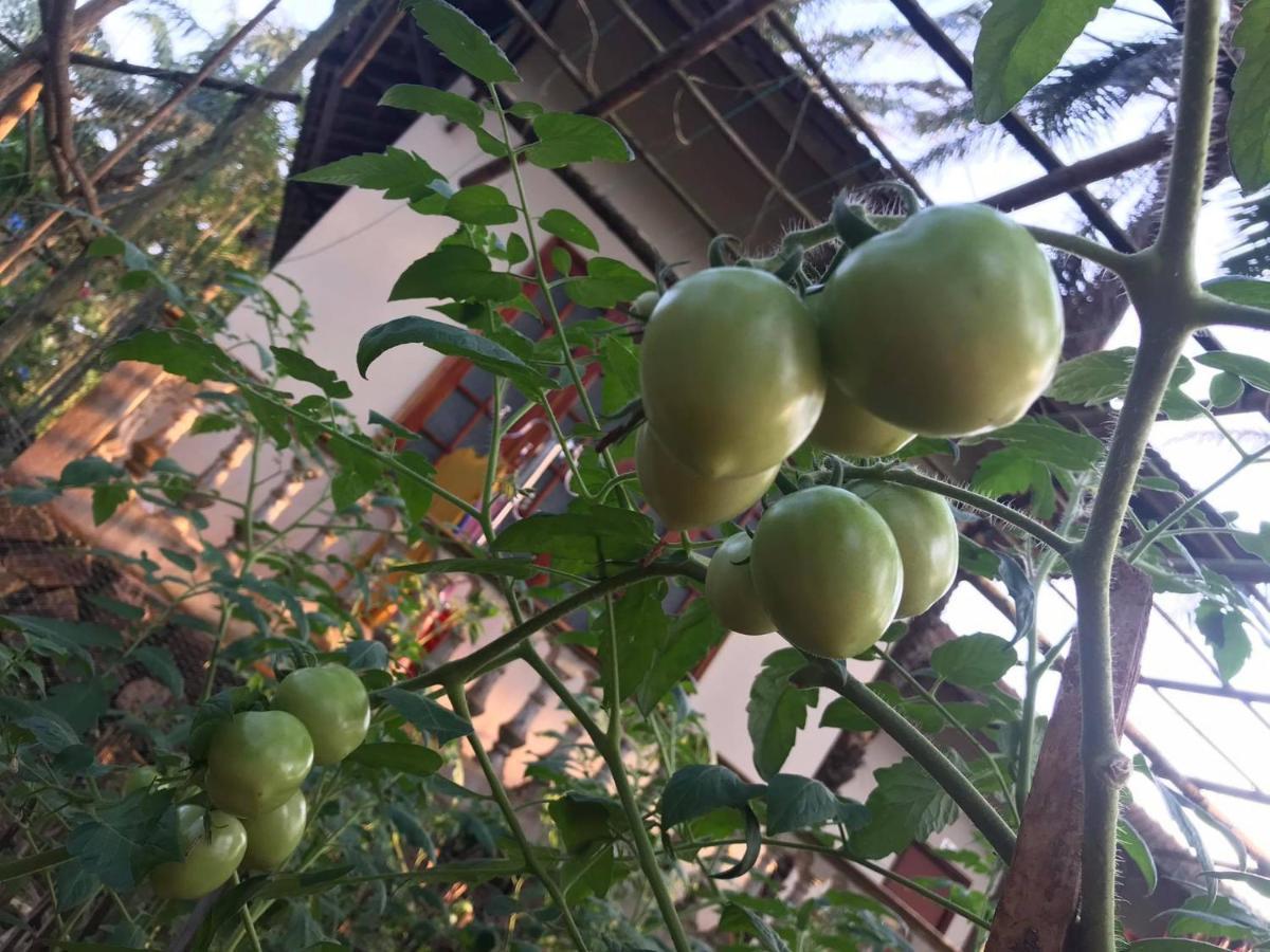 מלון Quang Tri Palm Garden House מראה חיצוני תמונה